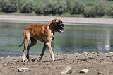 DOGUE ALLEMAND 151